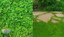 Herniaria glabra Green Carpet